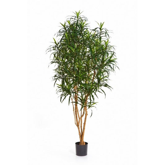 6' DRACAENA ANITA BOOM