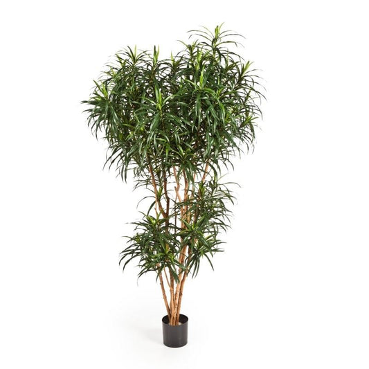6' DRACAENA REFLEXA ANITA BOOM