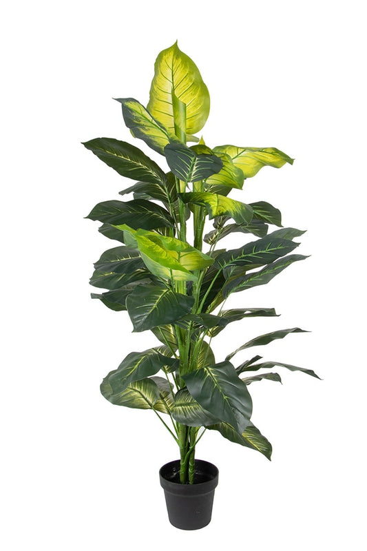 Dieffenbachia 07741 130