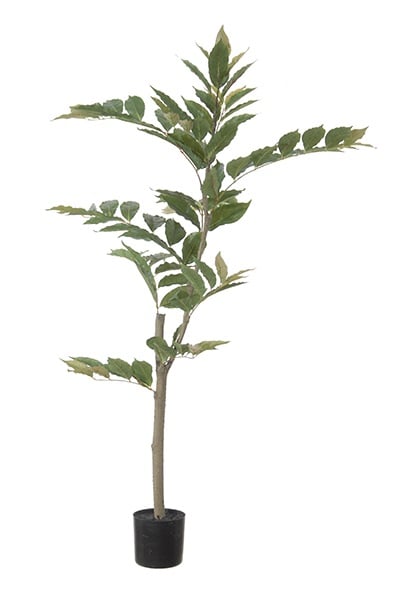 Nandina 40132 120
