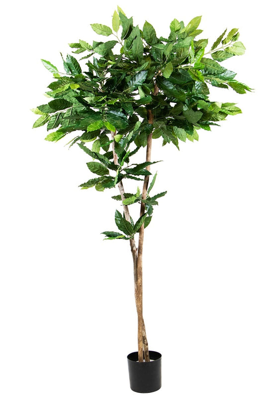 Coffea plant 42099 180