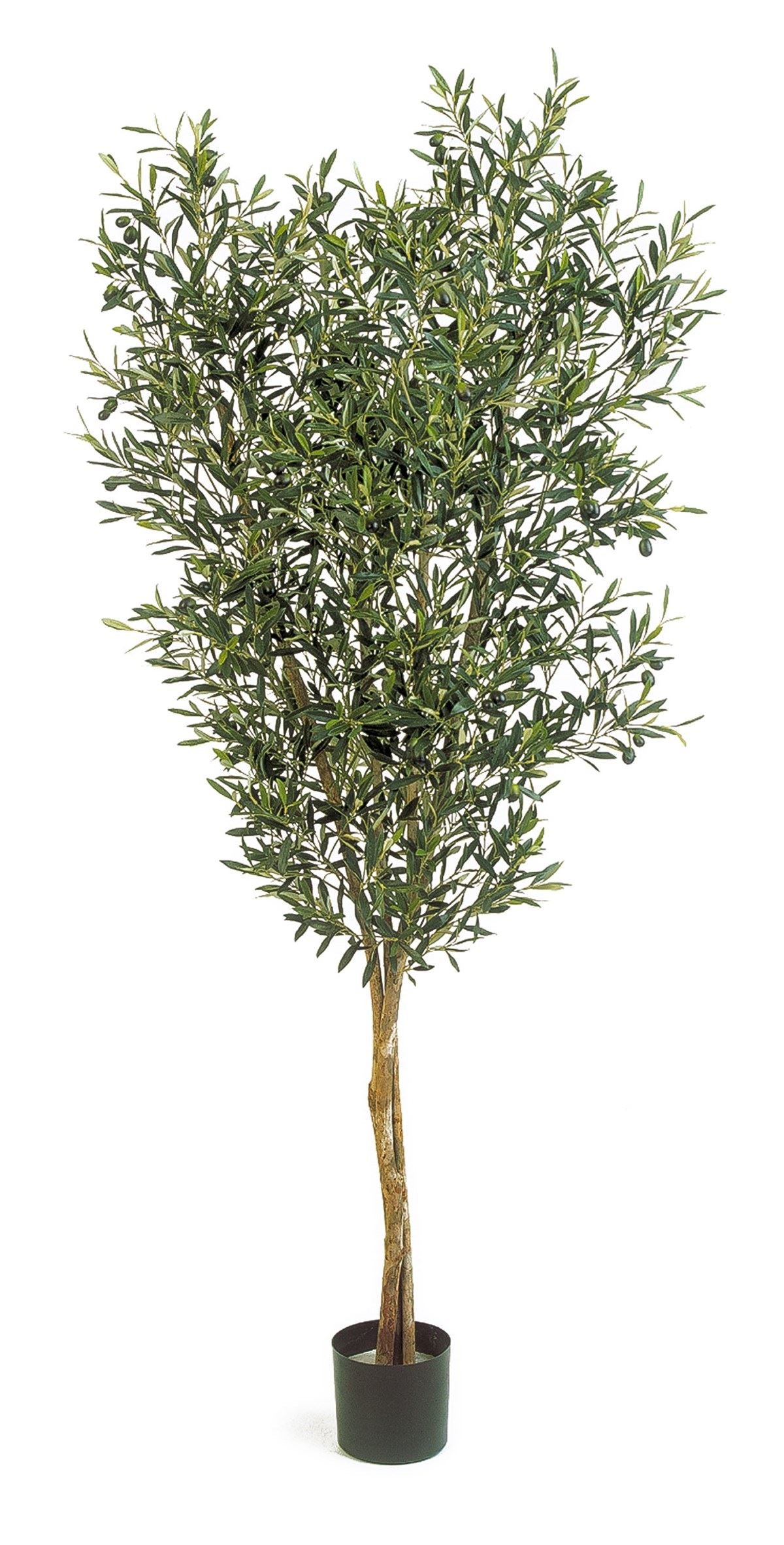 4' NATUURLIJKE OLIJF BOOM MET F