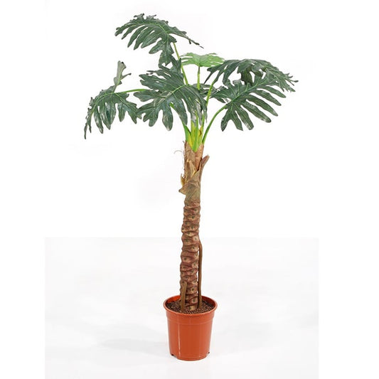 Philodendron Selloum 584-7