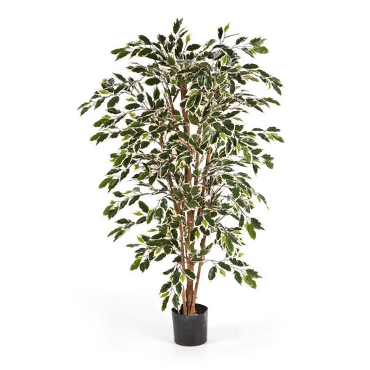5' VAR. FICUS NITIDA