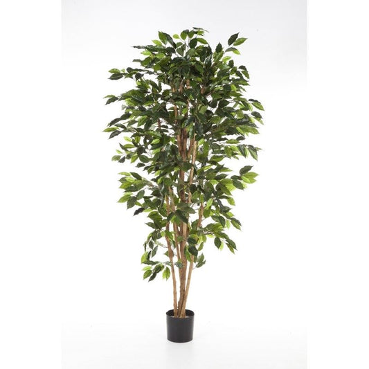 5' FICUS NITIDA