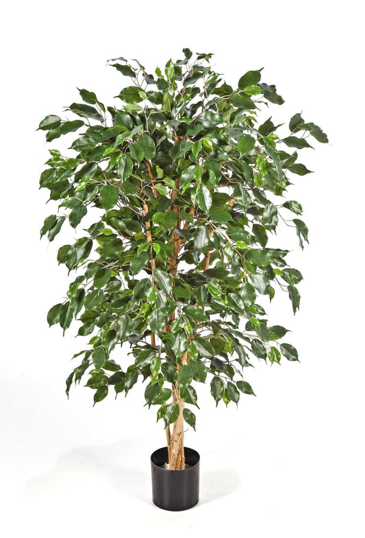 5' FICUS NITIDA EXOTICA