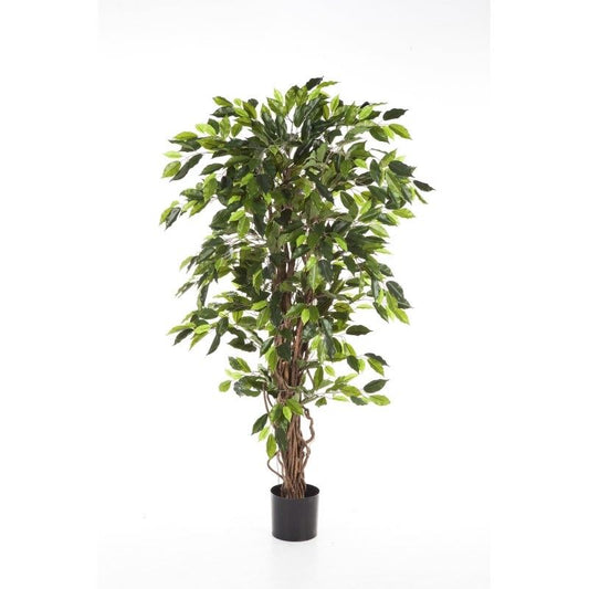 5' FICUS LIANA