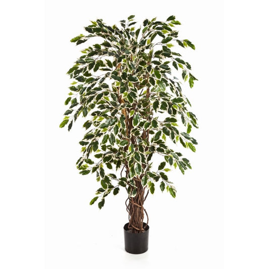 5' VAR. FICUS LIANA