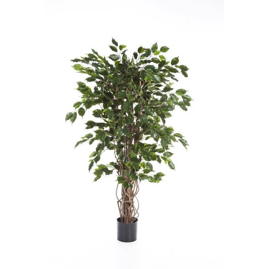 5' FICUS LIANA EXOTICA