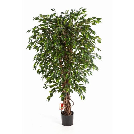 5' HAWAIIAN FICUS LIANA