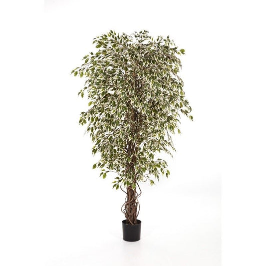 6' VAR-HAWAI. FICUS LIANA