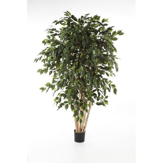 6' FICUS EXOTICA MULTI-TRUNK