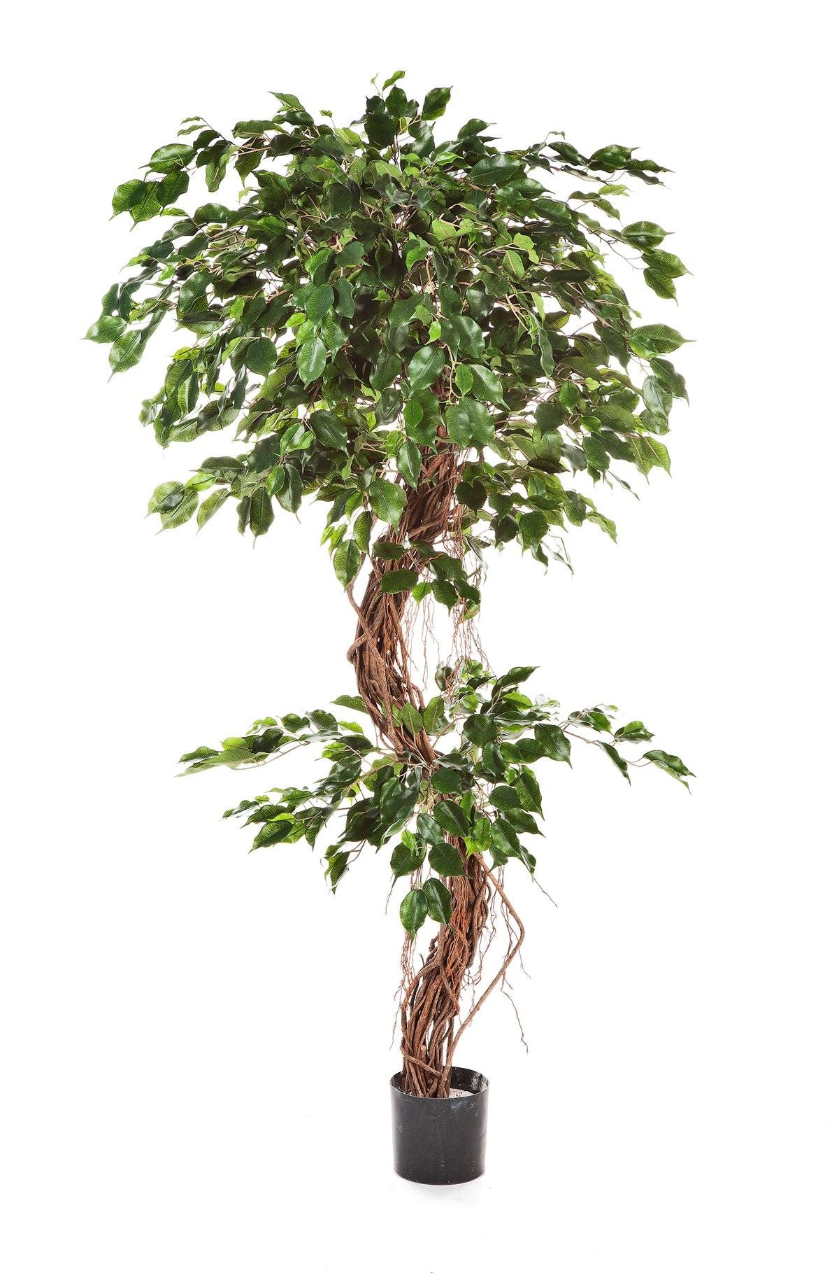 6' FICUS CORKSCREW EXOTICA