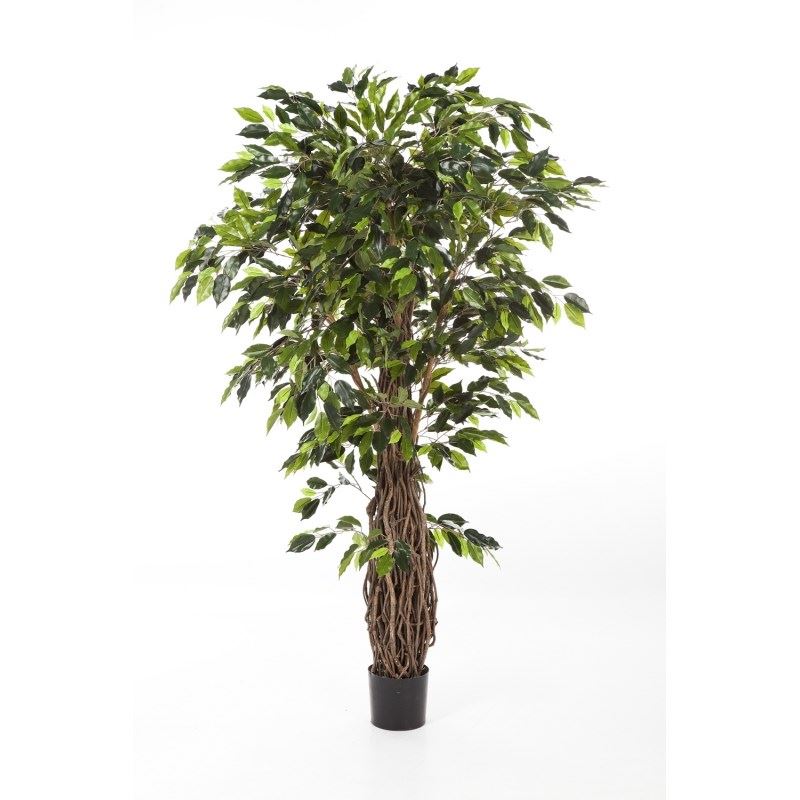6' FICUS LIANA DE LUXE