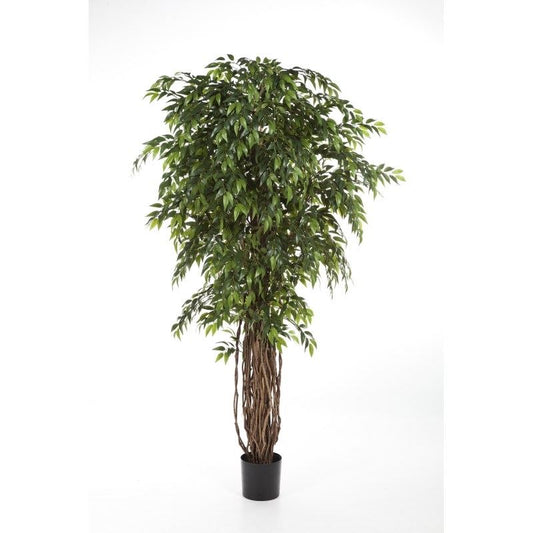 7' FRANSE FICUS LIANA DE LUXE