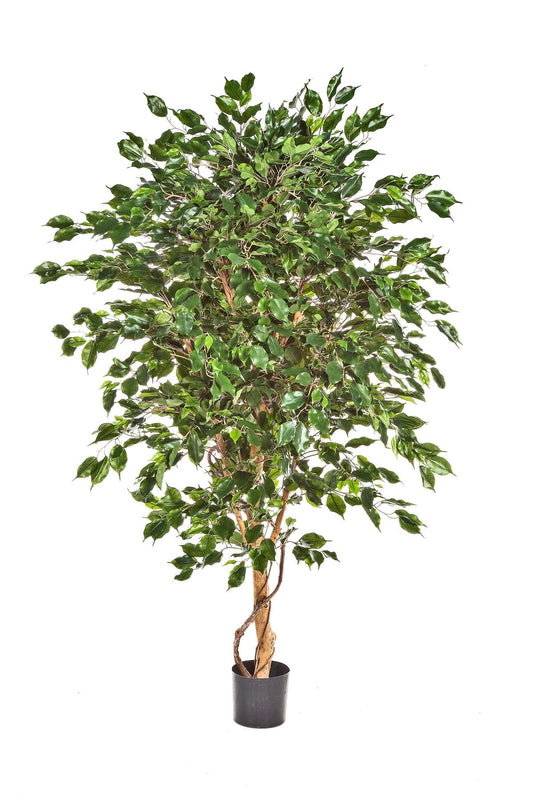 6' FICUS DELUXE EXOTICA BOOM