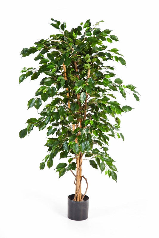 5' FICUS EXOTICA