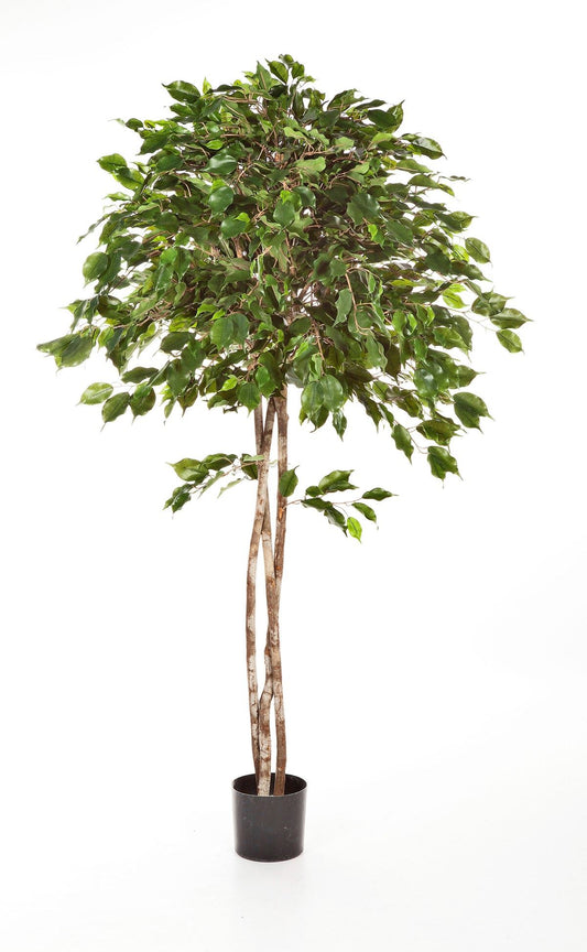 6' FICUS EXOTICA PARAPLU