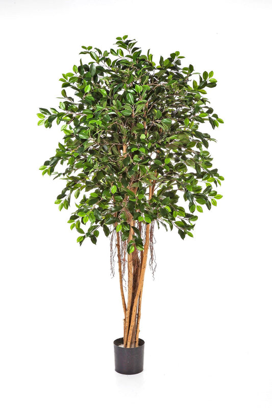 6' FICUS RETUSA