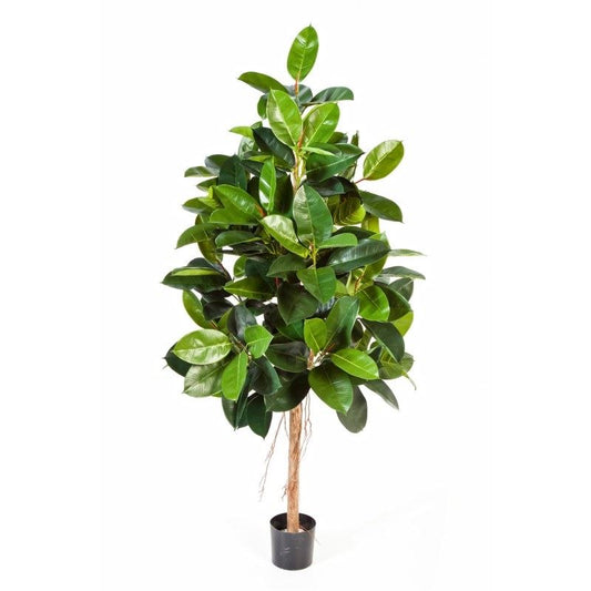 6' FICUS ELASTICA