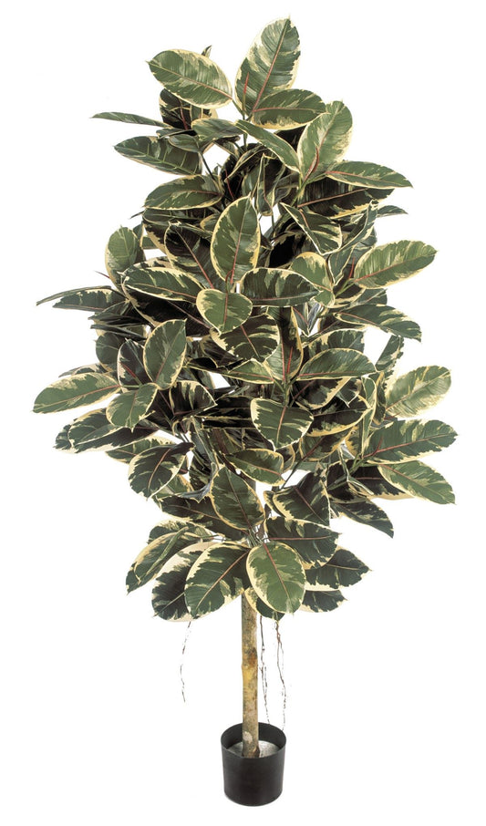 6' VAR. FICUS-ELASTICA