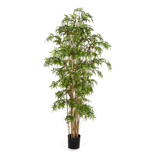 6' NIEUWE JAPANSE BAMBOE