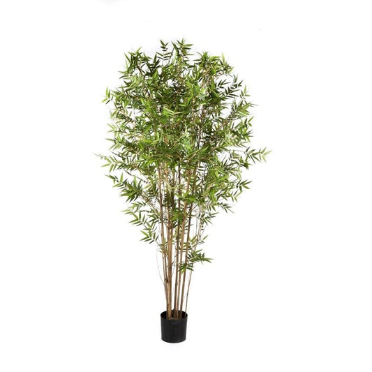 6' JAPANS OOSTERSE BAMBOE