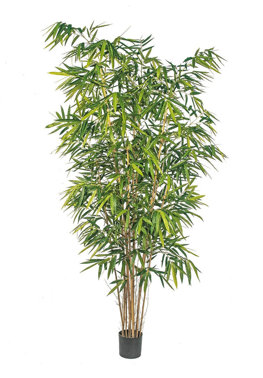 8' NIEUW BAMBOE GROOT BLAD