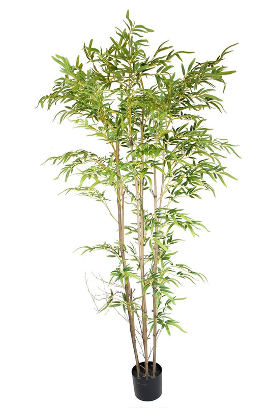 Bamboo 17069 210