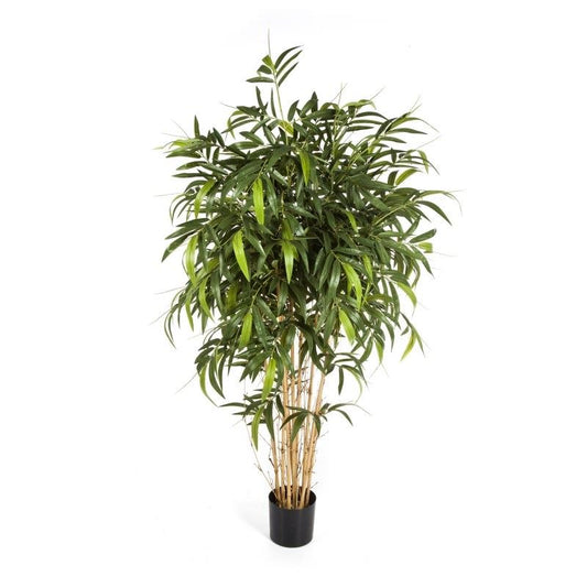 6' NIEUWE NATUURLIJKE BAMBOE BOOM