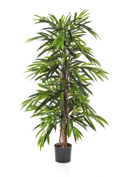 5' DELUXE LONGIFOLIA-BOOM