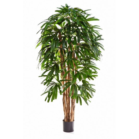 6 'RAPHIS PALM BOOM