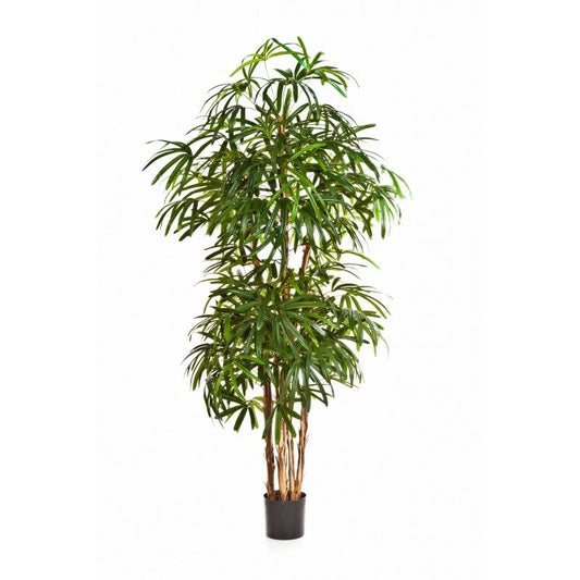 7' NATUURLIJKE RAPHIS PALM