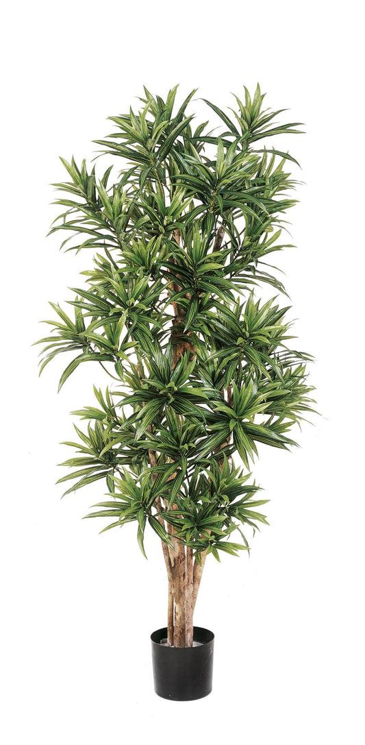 5' DRACEENA REFLEXA