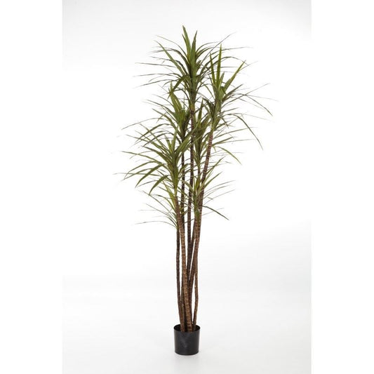6' DRACAENA MAGENTA X 7