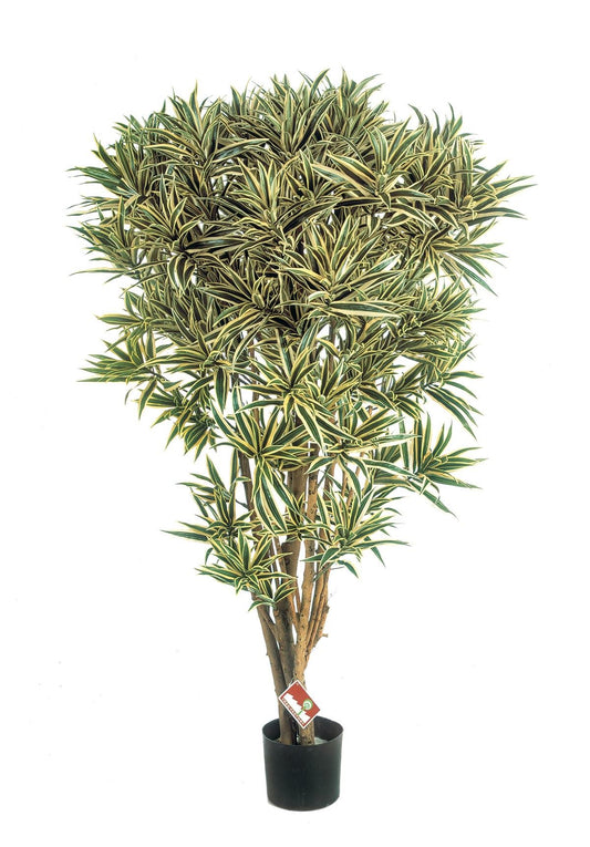 5' DRACAENA REFLEXA JAMAICA