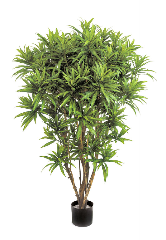 5' DRACAENA REFLEXA JAMAICA