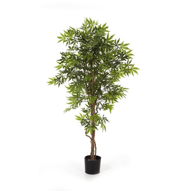 5' JAPANSE ESDOORN