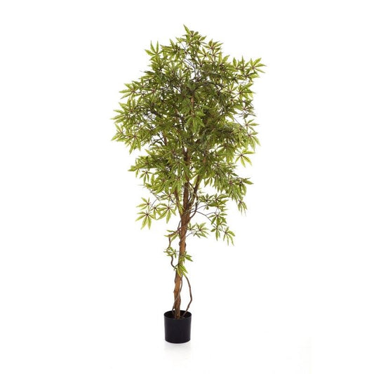 6' JAPANSE ESDOORN