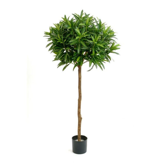 5' CROTON GOLDFINGER BOLBOOM