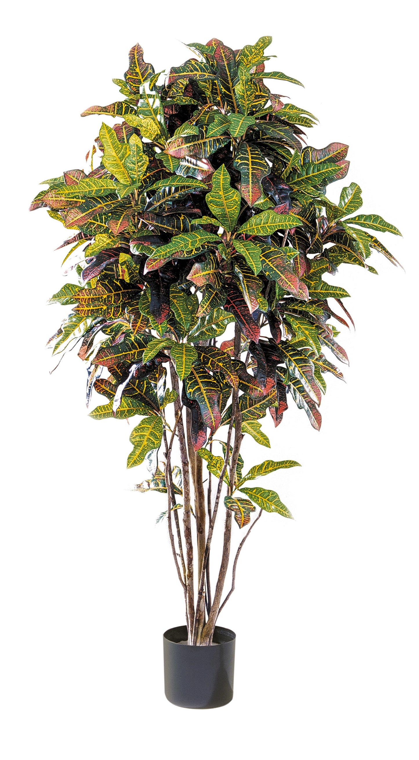 5' CROTONBAUM