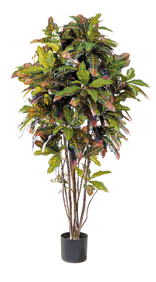 5' CROTON BOOM