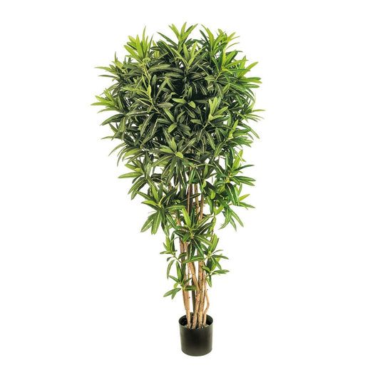 6' CROTON GOLDFINGER REFLEXA