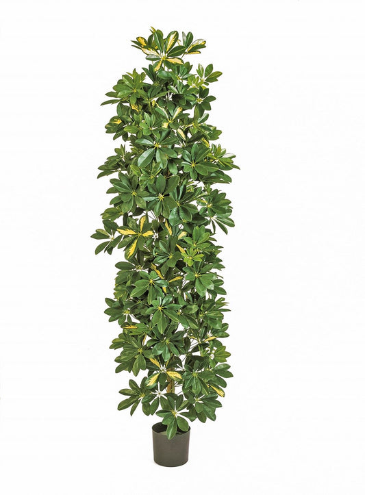 6' VAR. KOLOM SCHEFFLERA