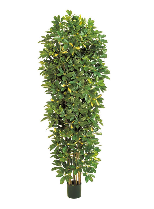 6' VAR.GIANTKOLOM SCHEFFLERA