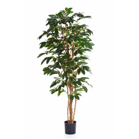 7' BLOEIENDE KOFFIE BOOM