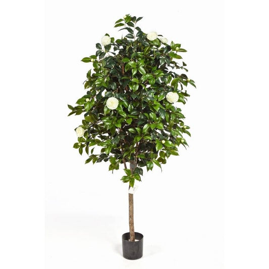 6' CAMELIA WIJNSTOK BOOM