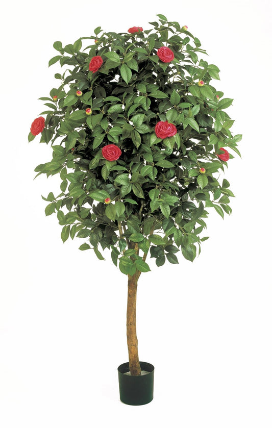 6' CAMELIA WIJNSTOK BOOM