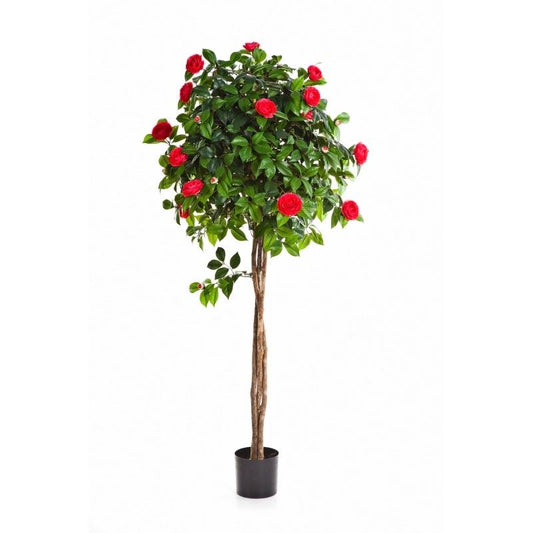 5' NIEUWE CAMELIA PARAPLU BOOM