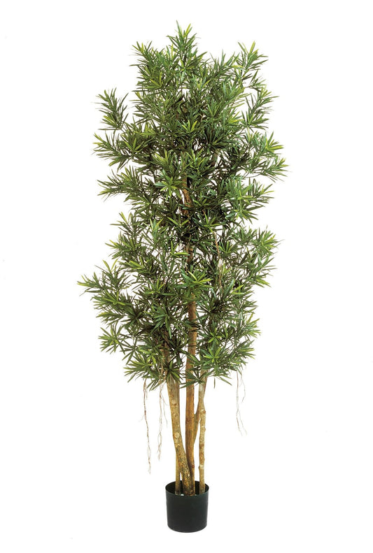 5' PODOCARPUS REFLEXA